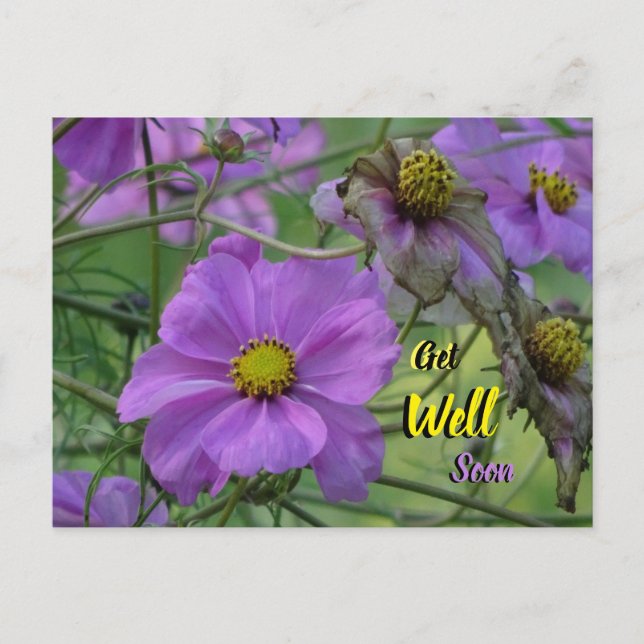 Tarjeta postal de flores hermosas de Cosmea, recup (Anverso)