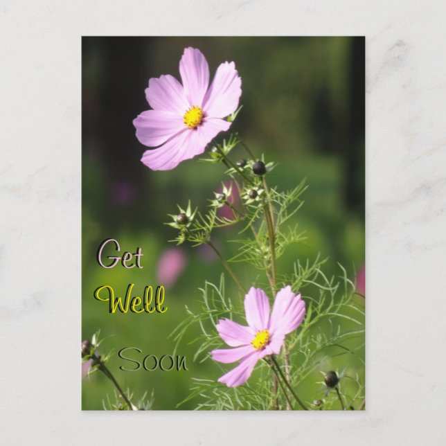Tarjeta postal de flores hermosas de Cosmea, recup (Anverso)