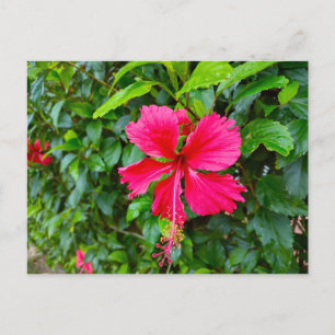 TARJETA POSTAL DE FLORES PARAÍSOS