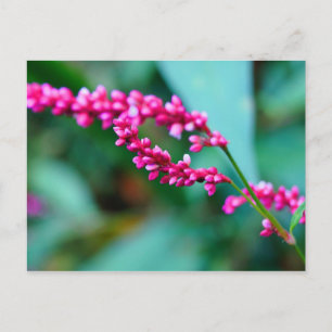 Tarjeta postal de flores pequeñas rosas