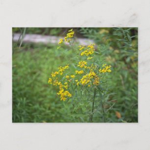 Tarjeta Postal de Flores Silvestres Amarillas
