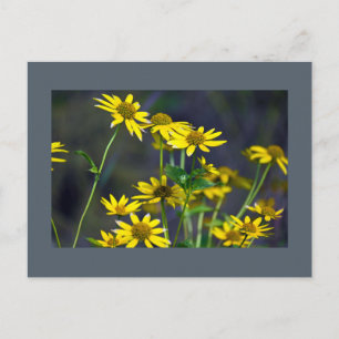 Tarjeta Postal de Flores Silvestres Amarillas