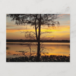 Tarjeta postal de Florida Sunset 138