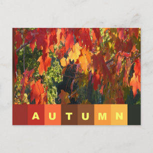 Tarjeta postal de follaje de otoño