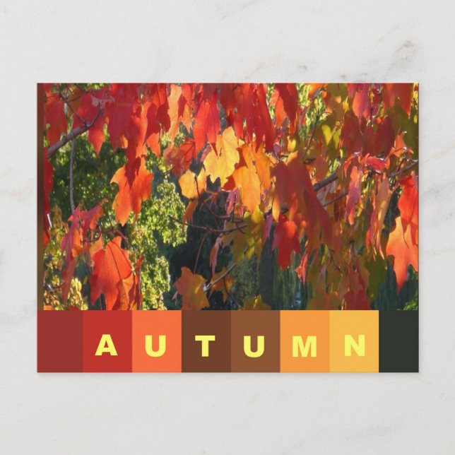 Tarjeta postal de follaje de otoño (Anverso)