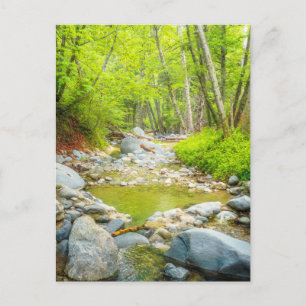 Tarjeta postal de Forest Creek Arte de escena na