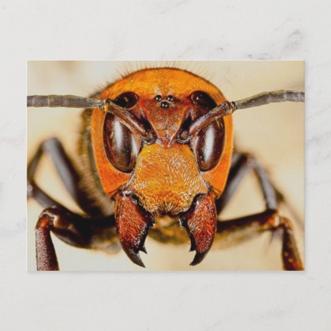 Tarjeta postal de foto clásica (Anverso)