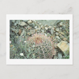 Tarjeta postal de foto de cactus de poesía del des