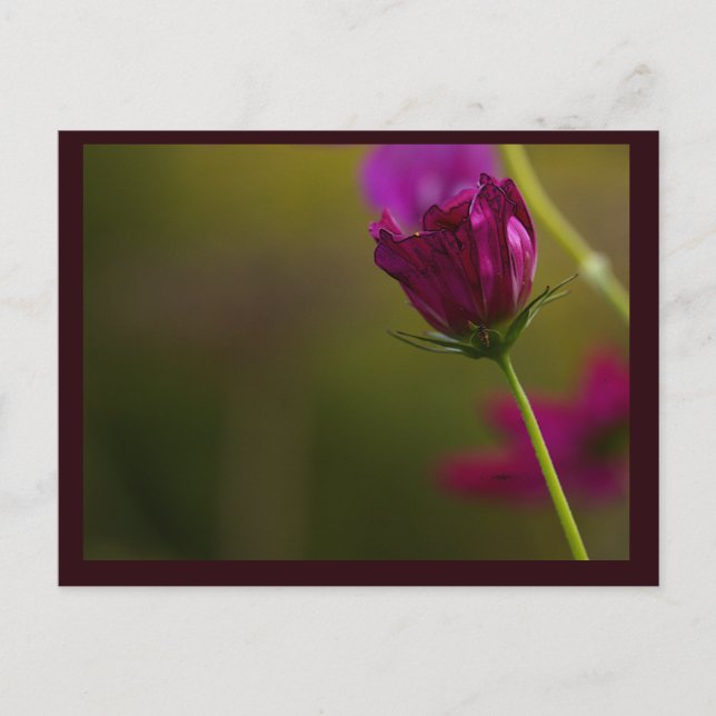 Tarjeta postal de foto de flor (Anverso)