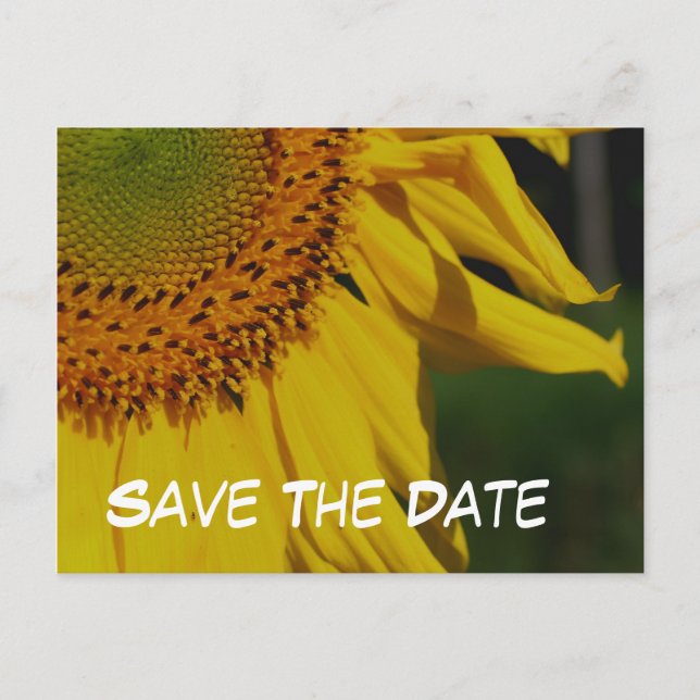 Tarjeta Postal De Foto De Flor De Girasol Para Gua (Anverso)