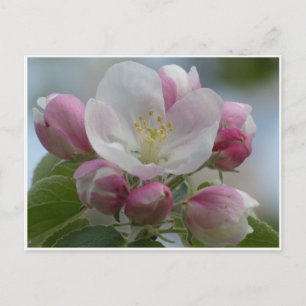 Tarjeta postal de foto de flor de manzano rosa y b