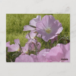 Tarjeta postal de foto de flores rosadas de la nat