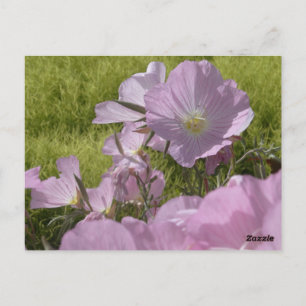 Tarjeta postal de foto de flores rosadas de la nat