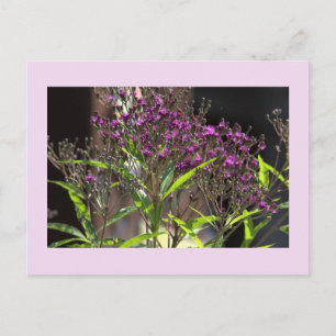 Tarjeta postal de foto de flores silvestres púrpur