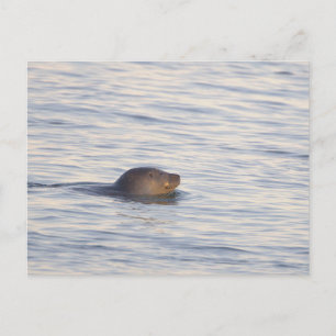 Tarjeta postal de foto de foca en el océano