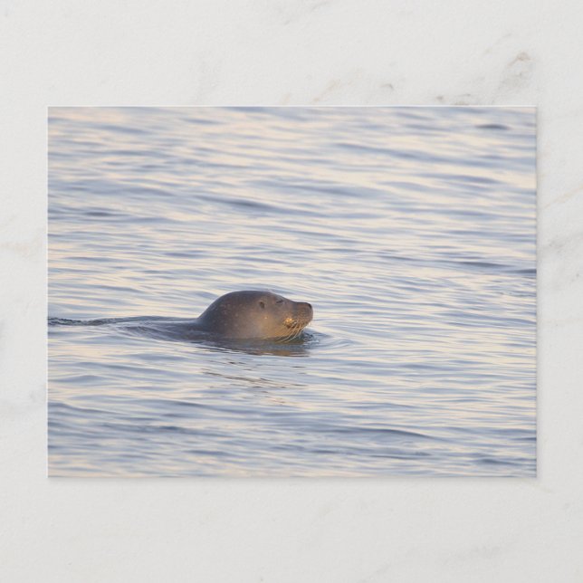 Tarjeta postal de foto de foca en el océano (Anverso)