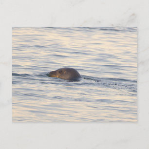 Tarjeta postal de foto de foca en el océano