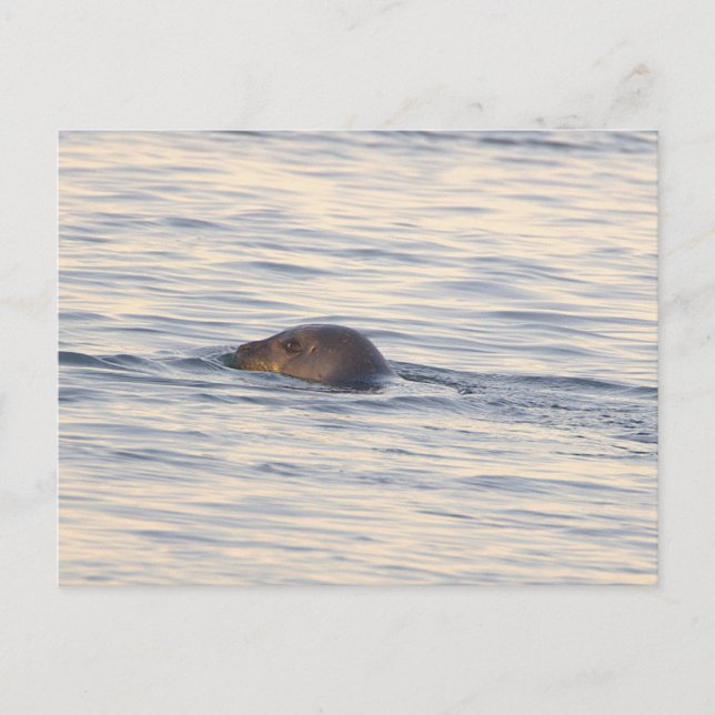 Tarjeta postal de foto de foca en el océano (Anverso)
