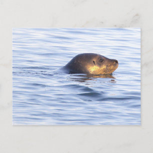 Tarjeta postal de foto de foca en el océano