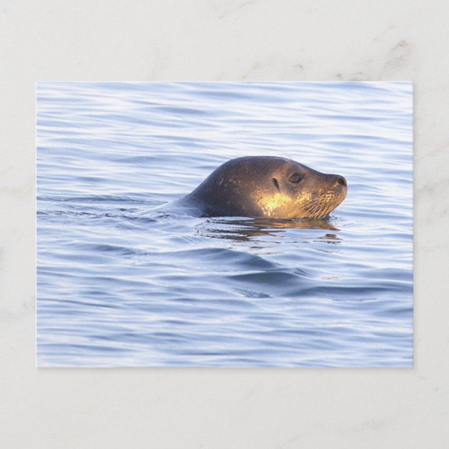 Tarjeta postal de foto de foca en el océano (Anverso)