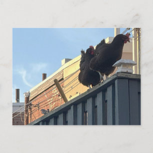 Tarjeta postal de foto de gallinas