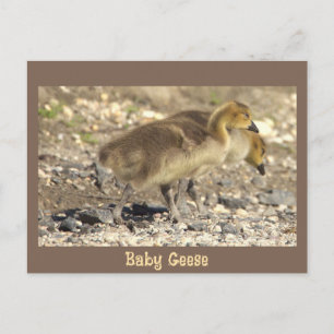 Tarjeta Postal de Foto de Gansos Bebés