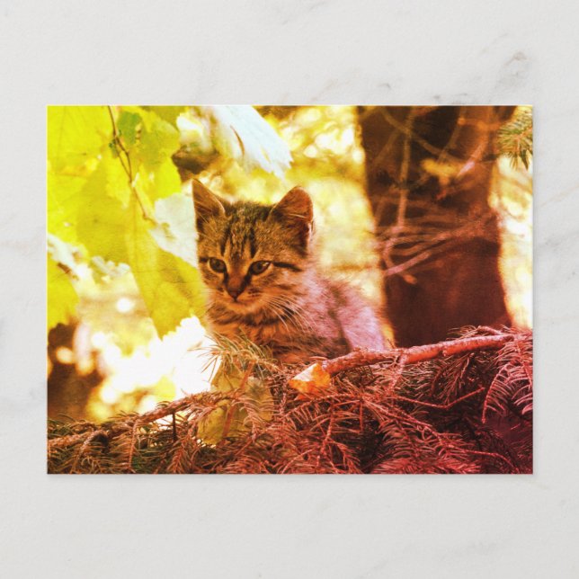 Tarjeta postal de foto de gatito lindo (Anverso)