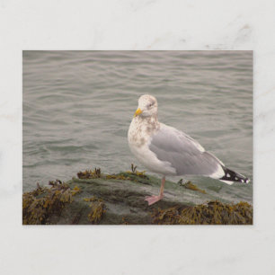 Tarjeta Postal de Foto de Gaviota