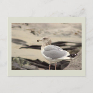 Tarjeta postal de foto de gaviota