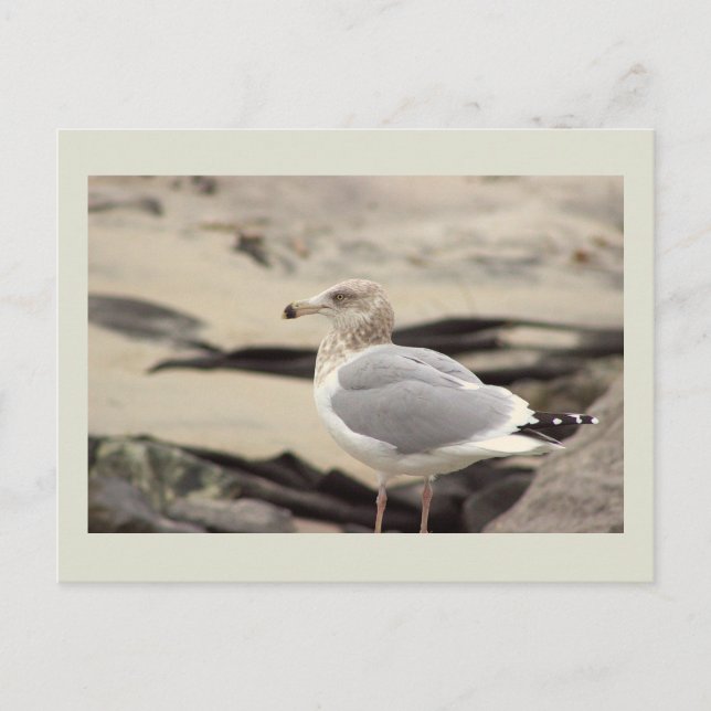 Tarjeta postal de foto de gaviota (Anverso)