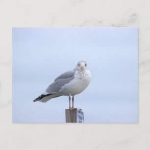 Tarjeta postal de foto de gaviota