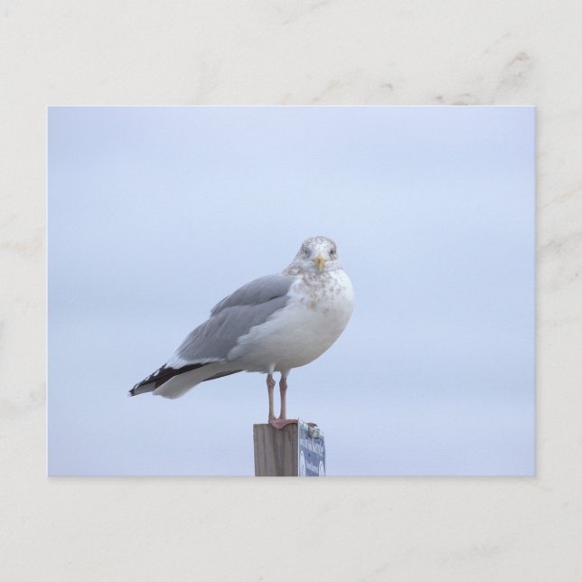 Tarjeta postal de foto de gaviota (Anverso)
