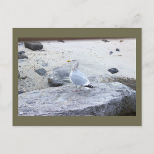 Tarjeta postal de foto de gaviota