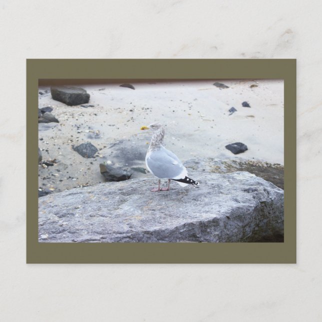 Tarjeta postal de foto de gaviota (Anverso)