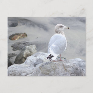 Tarjeta postal de foto de gaviota