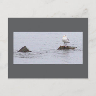 Tarjeta Postal de Foto de Gaviota