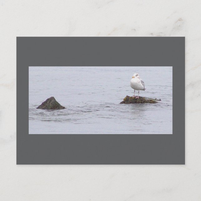 Tarjeta Postal de Foto de Gaviota (Anverso)