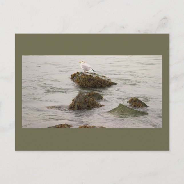 Tarjeta postal de foto de gaviota (Anverso)