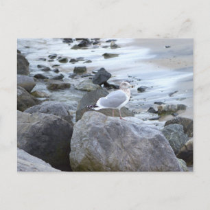 Tarjeta postal de foto de gaviota