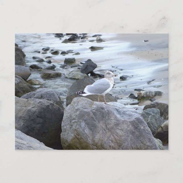 Tarjeta postal de foto de gaviota (Anverso)