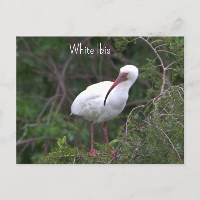 Tarjeta postal de foto de Ibis Blanco (Anverso)