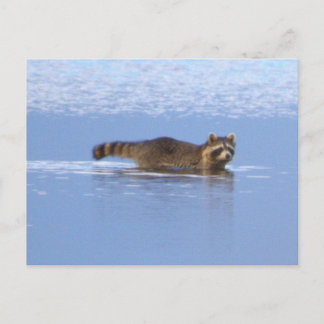 Tarjeta postal de foto de mapache nadando