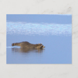 Tarjeta postal de foto de mapache nadando