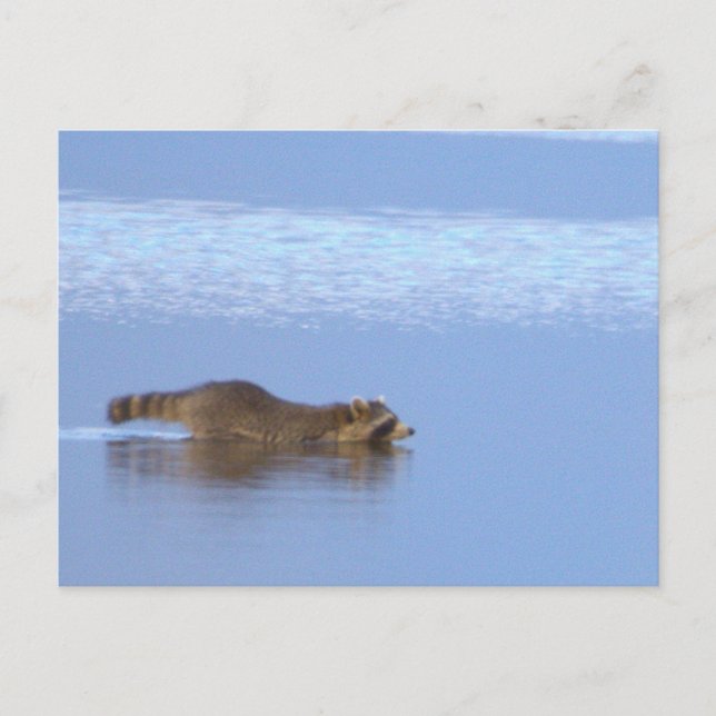 Tarjeta postal de foto de mapache nadando (Anverso)