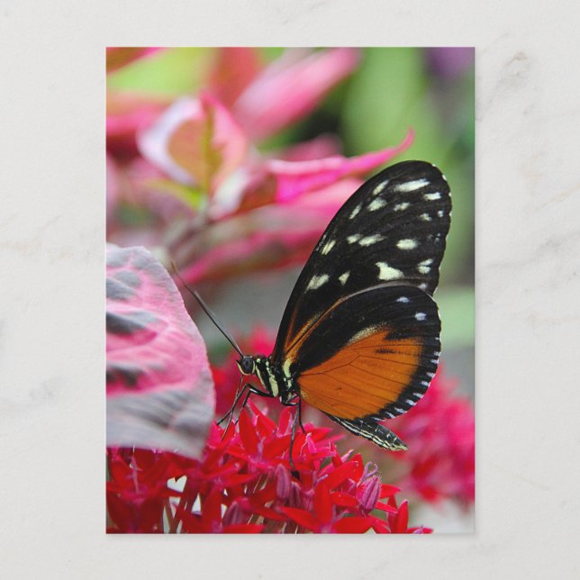 Tarjeta postal de foto de mariposa en flores rojas (Anverso)