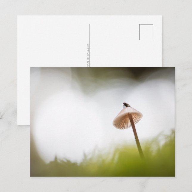 Tarjeta postal de foto de naturaleza de hongo pequ (Anverso / Reverso)