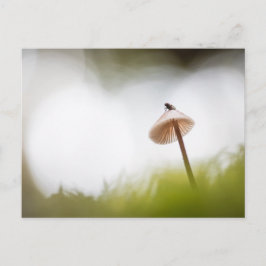 Tarjeta postal de foto de naturaleza de hongo pequ