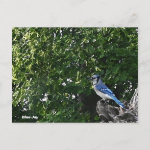 Tarjeta postal de foto de pájaro arrendajo azul