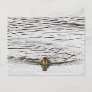 Tarjeta postal de foto de patito
