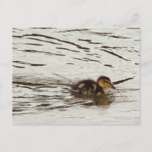 Tarjeta postal de foto de patito